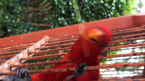 一只红鹦鹉的特写视图 · 免费素材视频