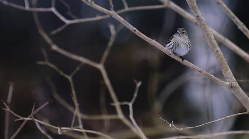 鸟栖息在树枝上 · 免费素材视频