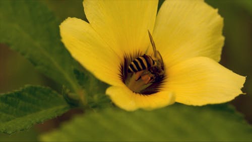 蜜蜂在一朵黄色的花 · 免费素材视频