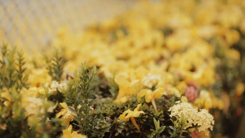 黄色的花朵，在花园里 · 免费素材视频