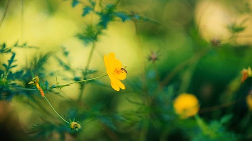 蜜蜂在一朵黄色的花 · 免费素材视频
