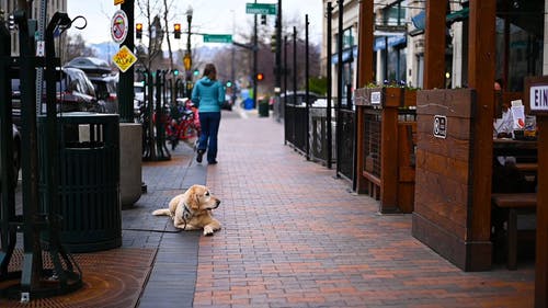 等待在人行道上的狗 · 免费素材视频