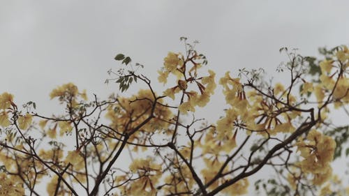 树与黄色的花朵 · 免费素材视频
