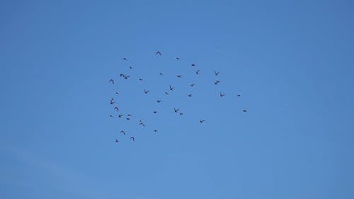 群鸟在天空 · 免费素材视频