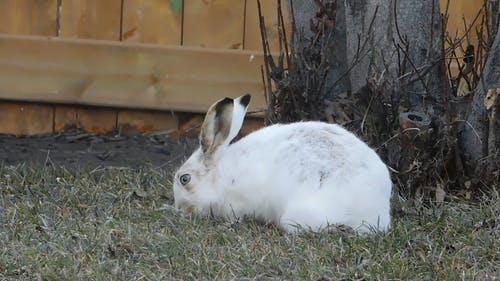 北极野兔吃草 · 免费素材视频