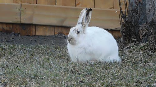 北极野兔以草为食 · 免费素材视频