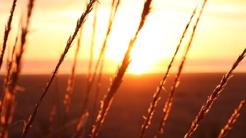 小麦与日落美景 · 免费素材视频
