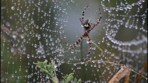 湿蜘蛛网 · 免费素材视频