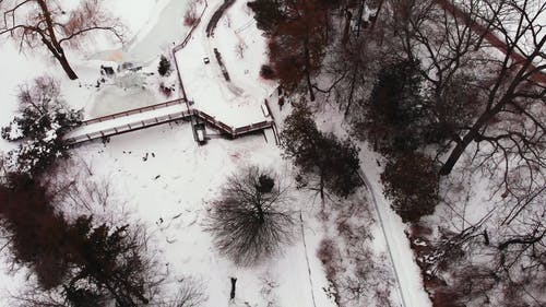 白雪覆盖的河流和公园 · 免费素材视频
