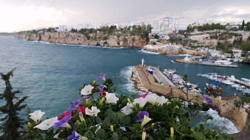 沿海岸线的码头上美丽的花朵 · 免费素材视频