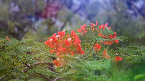 大风天红色花朵的视图 · 免费素材视频