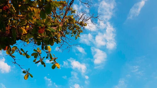 晴朗的天空下的一棵树 · 免费素材视频