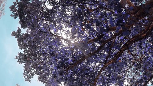 白色和紫色的花树 · 免费素材视频