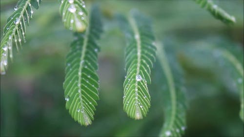 绿叶上的水滴 · 免费素材视频