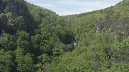 树林中的瀑布 · 免费素材视频