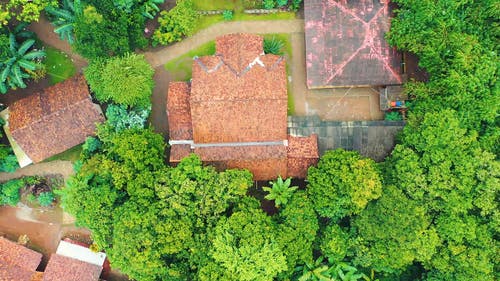 绿树鸟瞰图 · 免费素材视频