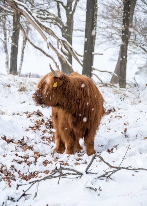 冬季景观上的动物 · 免费素材视频