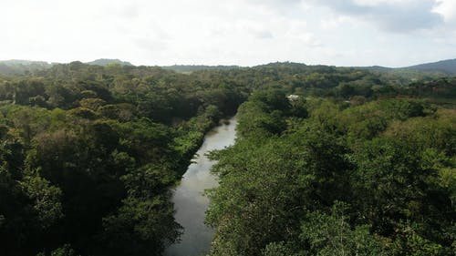 植被茂密的河流鸟瞰图 · 免费素材视频