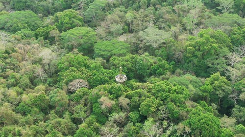 丛林的航拍画面 · 免费素材视频