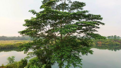 一棵大树后面的湖 · 免费素材视频