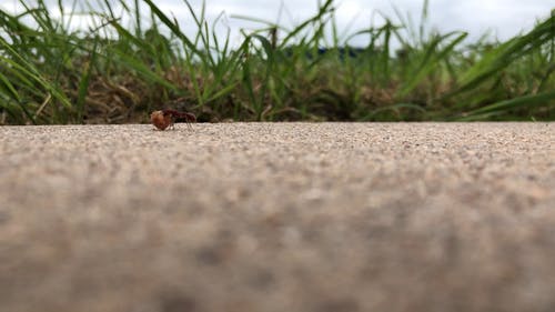 一只蚂蚁收集食物进行储存 · 免费素材视频