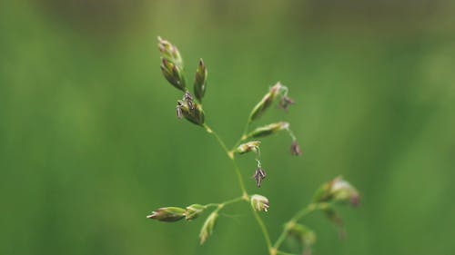 野草茎 · 免费素材视频