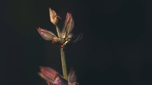 花上的昆虫 · 免费素材视频