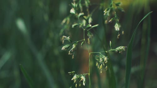 野草的花朵 · 免费素材视频