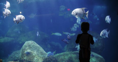 男孩看着水族馆里的鱼 · 免费素材视频