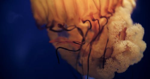 水母的特写视图 · 免费素材视频