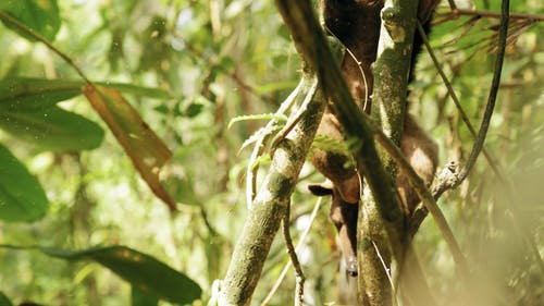 食蚁兽从树枝走下来的慢动作镜头 · 免费素材视频