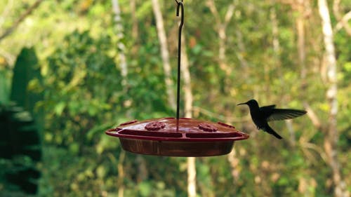 喂食时蜂鸟的翅膀拍打的慢动作镜头 · 免费素材视频