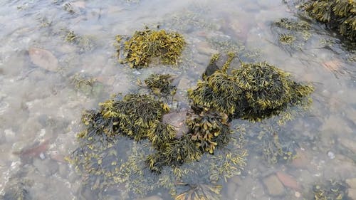 一群海藻被海浪冲上岸 · 免费素材视频
