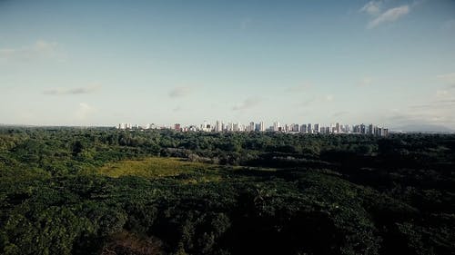 城市的森林 · 免费素材视频