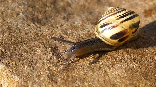 爬行的蜗牛的特写视图 · 免费素材视频