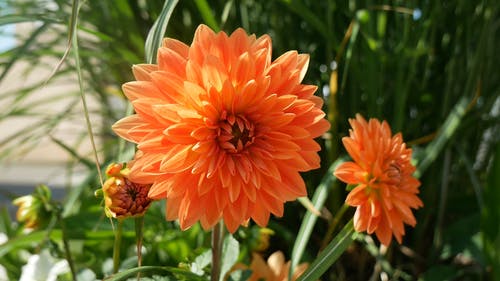 盛开的橙花 · 免费素材视频