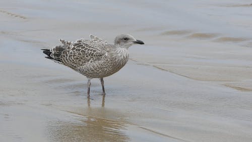 鸟在海边 · 免费素材视频