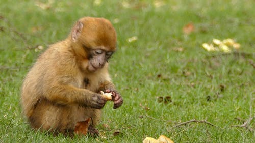一只棕色的猴子吃面包 · 免费素材视频