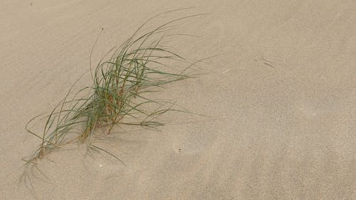 海边的草，生长在沙滩上 · 免费素材视频