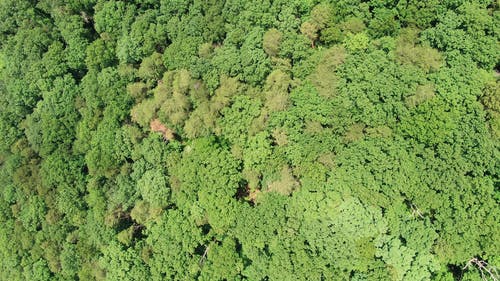 浓密的森林 · 免费素材视频