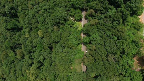 树木环绕的道路 · 免费素材视频