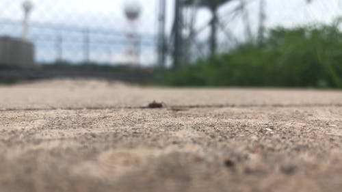 一只蚂蚁爬进路面缝隙的宏观镜头 · 免费素材视频