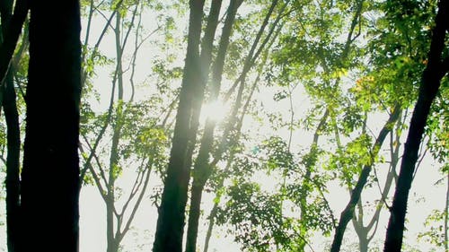 阳光透过树林里的树木窥视 · 免费素材视频