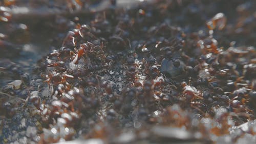 一群红蚂蚁 · 免费素材视频