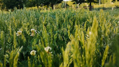 白色的野花，盛开在草原上 · 免费素材视频
