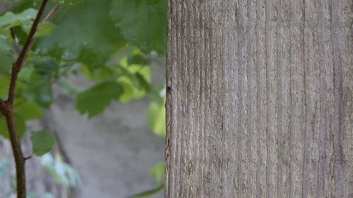 蜗牛在树干上爬行 · 免费素材视频