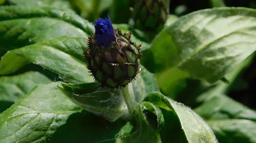 玉米花芽 · 免费素材视频