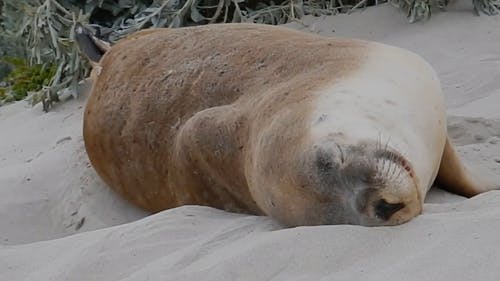 睡在沙滩上的海豹 · 免费素材视频