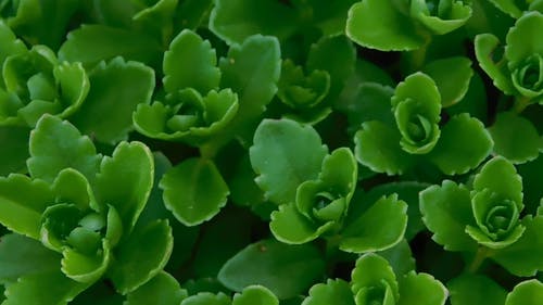 绿色小植物 · 免费素材视频