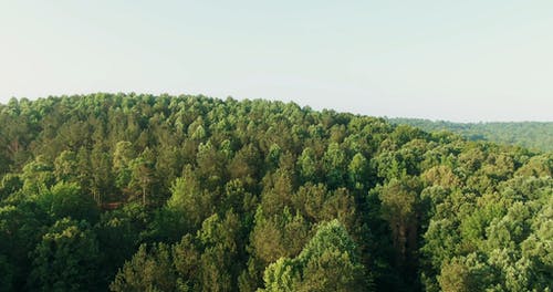 茂密的森林的无人机画面 · 免费素材视频